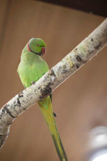 사진 나뭇가지에 앉아 있는 녹색 고리 앵무새