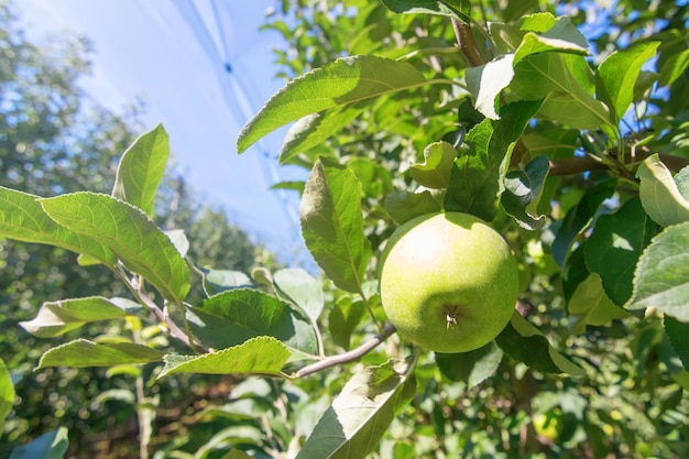 果樹園、リンゴの木の緑の熟したリンゴ