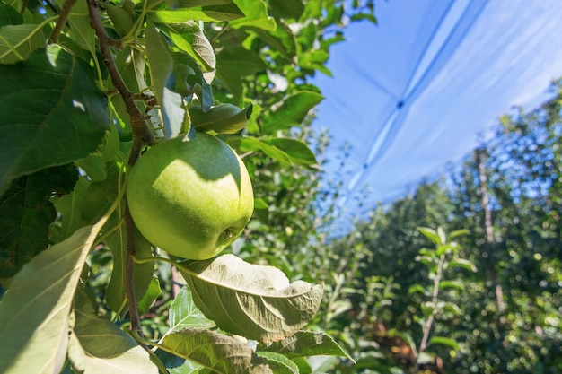 Green Ripe Apples in Orchard, Apple Trees 