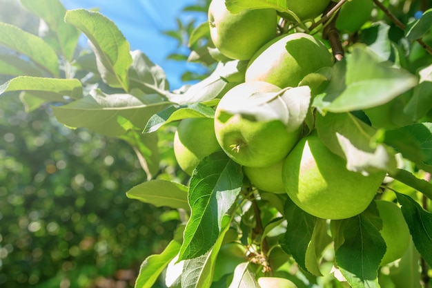 Mele verdi mature in frutteto, alberi di mele