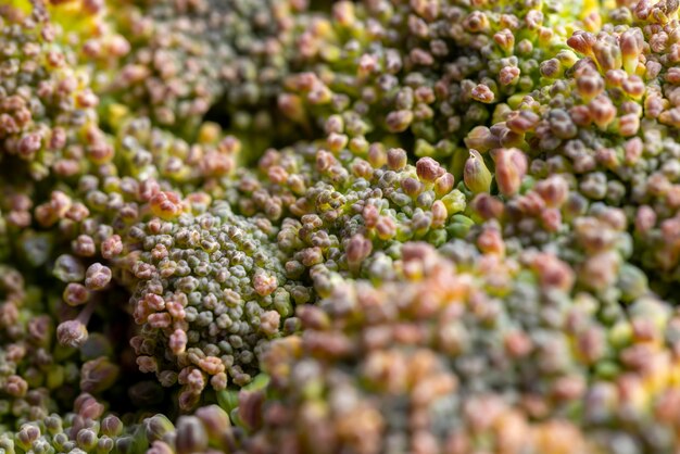 Green ripe broccoli in raw form