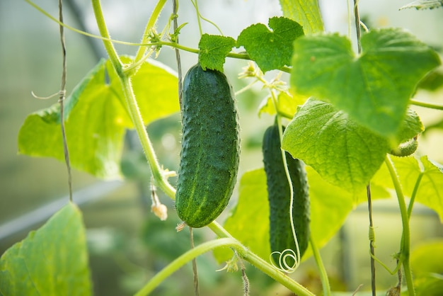 温室の枝に生える緑の熟したキュウリ。国産野菜の収穫。