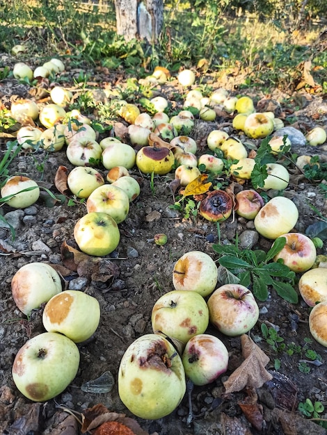 Green ripe fallen Apples In an orchard