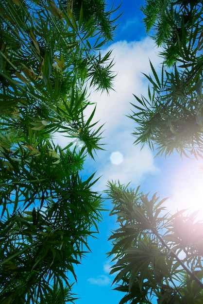 Green ripe hemp stalks on blue cloudy sky background low angle wide view