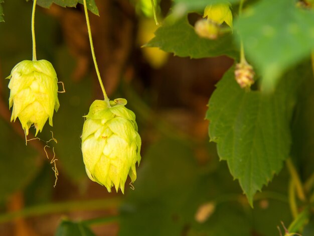 Coni di luppolo maturi verdi su una piantagione su uno sfondo naturale verde