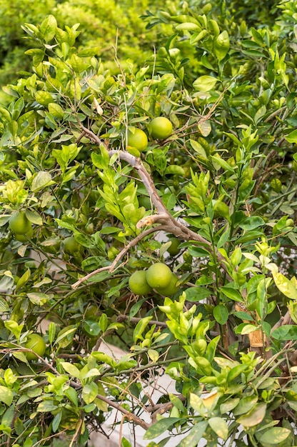 Photo green not ripe oranges on the tree