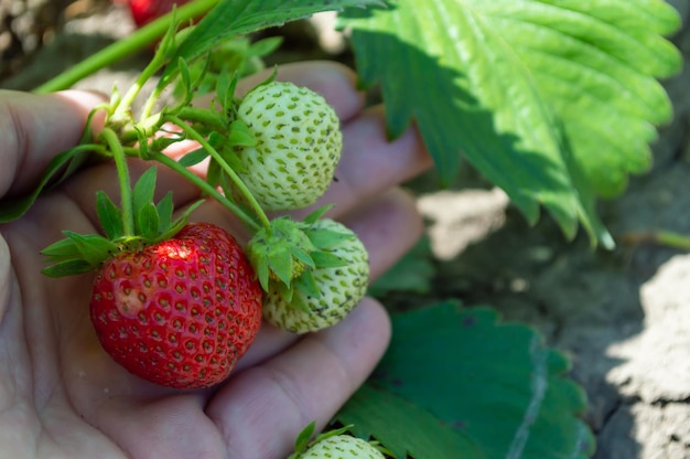 Green and ripe strawberries in hand