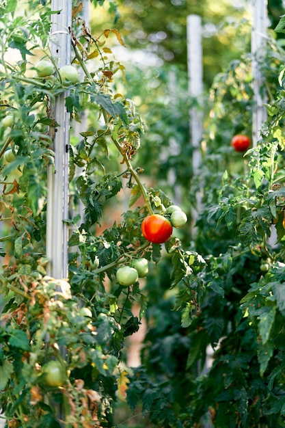 Green and ripe tomatoes grow in a garden bed with props