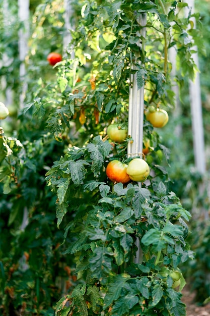 Green and ripe tomatoes grow in the garden