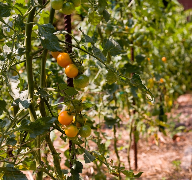 Green and ripe tomatoes on vine