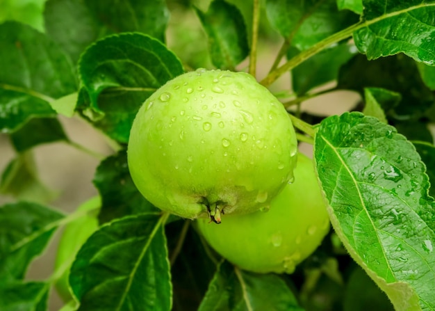 녹색 숙성 사과는 비가 온 후 사과 나무 가지에서 자랍니다. 정원 가꾸기와 사과 재배
