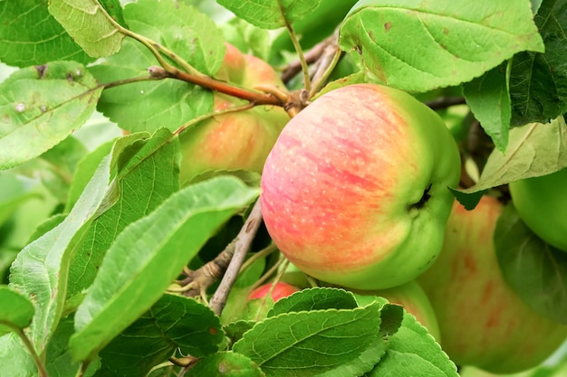 Green ripening apples grow on an apple tree branch. gardening\
and cultivation of apples concept