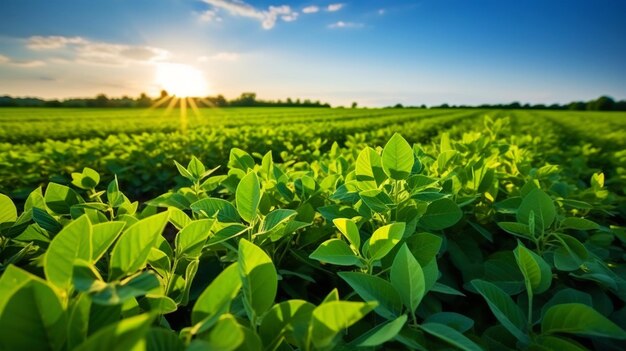 Green ripening soybean field agricultural landscape Generative AI