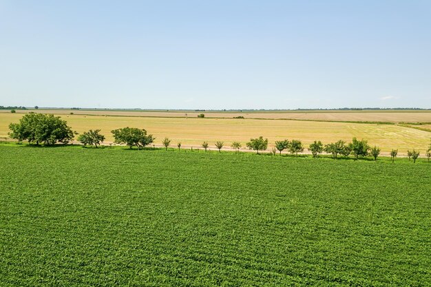 Green ripening soybean field. Rows of green soybeans Aerial.