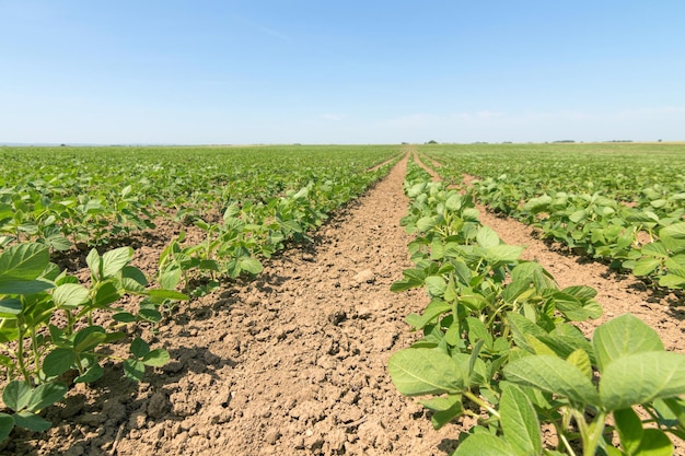 Green ripening soybean field. Rows of green soybeans. Soy plantation.