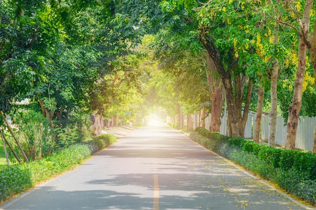 Green road in modern city tree plant around the street for absorb carbon dioxide and good driving fresh ozone