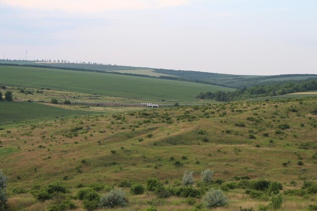 A green rolling hills with trees and bushes