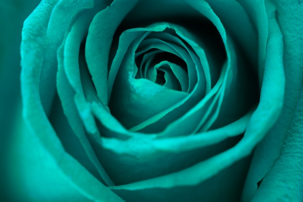 Green rose flower background.