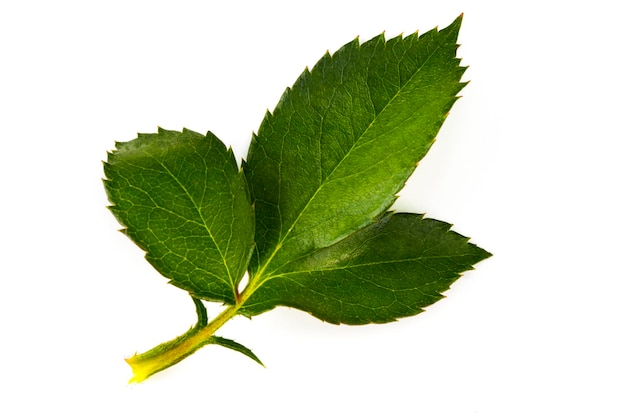 Green rose leaf isolated on white background.