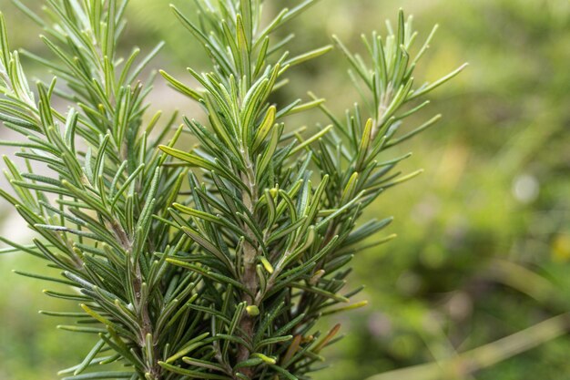 Green rosemary branch grown in garden