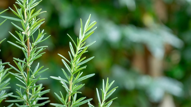 Green rosemary plant in a vegetable garden