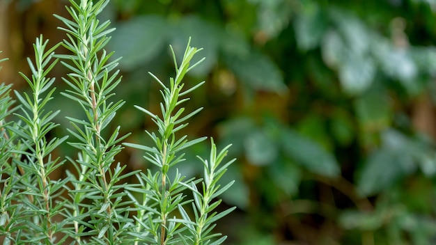 Photo green rosemary plant in a vegetable garden