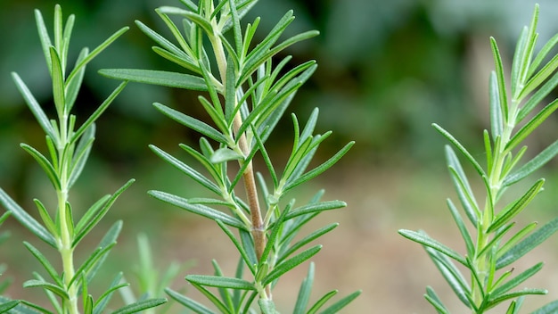 Photo green rosemary plant in a vegetable garden