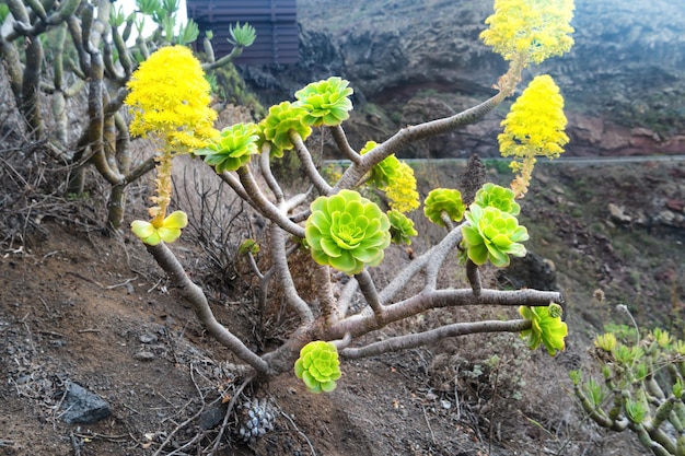 카나리아 제도의 즙이 많은 Aeonium arboreum 고유 식물의 녹색 장미. 나무 aeonium 또는 housel