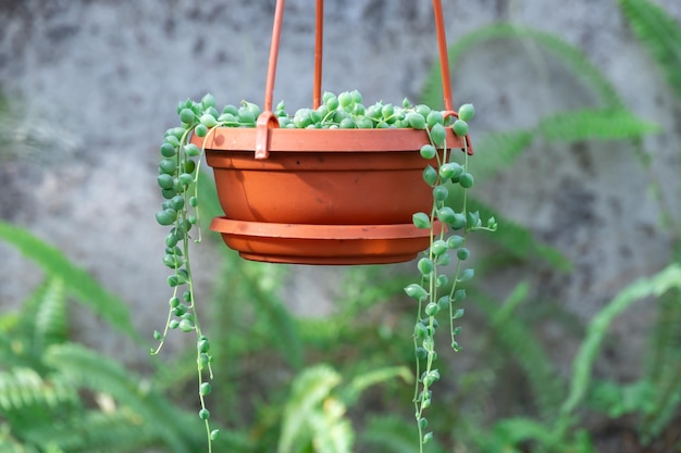 Foto foglie rotonde verdi di curio rowleyanus crescono in vaso di terracotta stringa di perle pianta d'appartamento