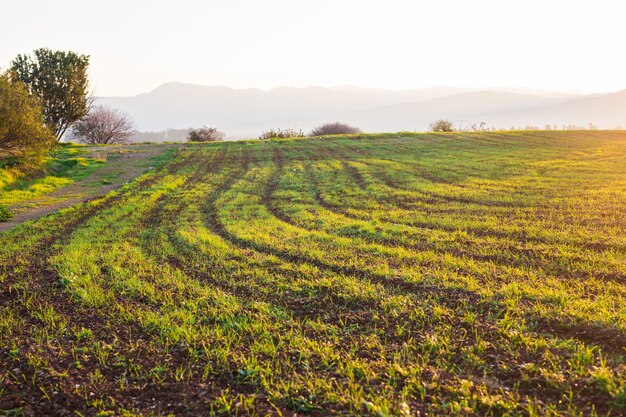 Campo rurale verde al primo mattino.