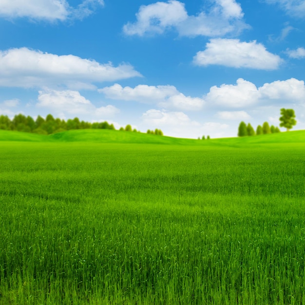 Green rye field with forest far away under blue skies