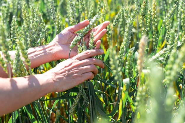 Green rye is ripening, farmer hand in sunset