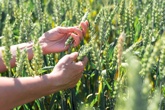 Green rye is ripening, farmer hand in sunset