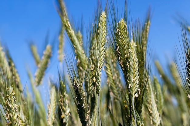 Green rye spikelets during flowering, the elements necessary for pollination of the rye plant on the spikelets