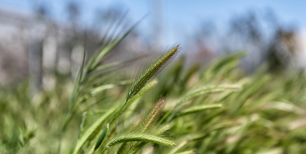 Spighette verdi di segale o grano. prati naturali. messa a fuoco selettiva. campo d'erba. contesto naturale dell'erba verde.