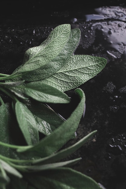 Photo green sage leaves freshly picked from the home garden.