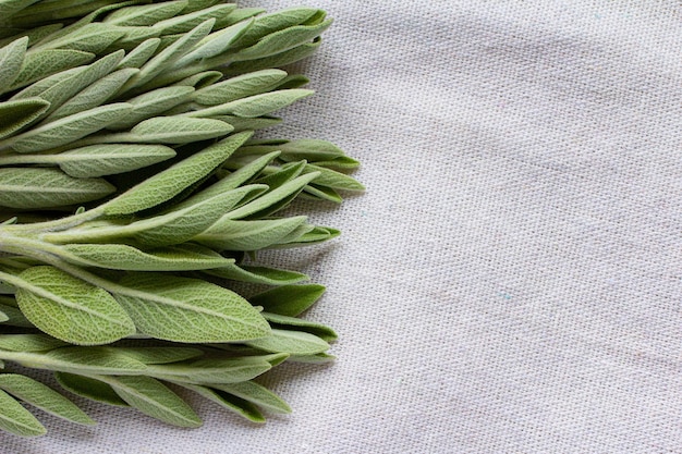 Green sage sage leaves on a on a coarse linen napkin Top view Macro Fresh natural color leaves