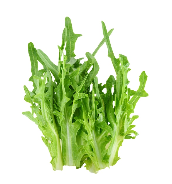 Green salad bowl lettuce, organic Lettuce, green salad isolated on white background