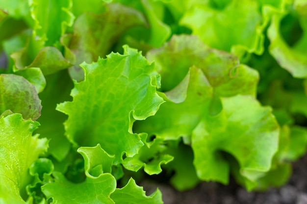 Green salad in the garden Fresh green lettuce and arugula on a garden bed