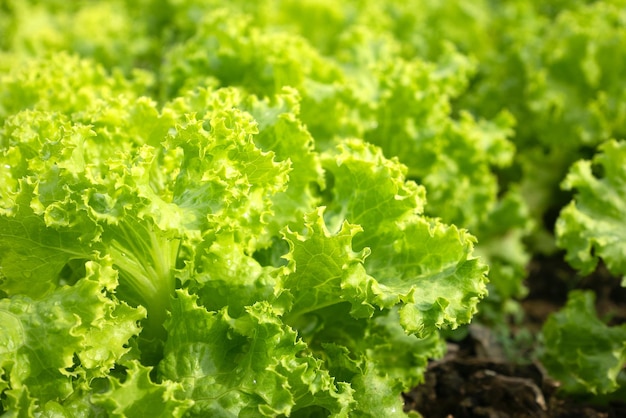 Green salad vegetables grow in plots.Close up of salad - studio shot