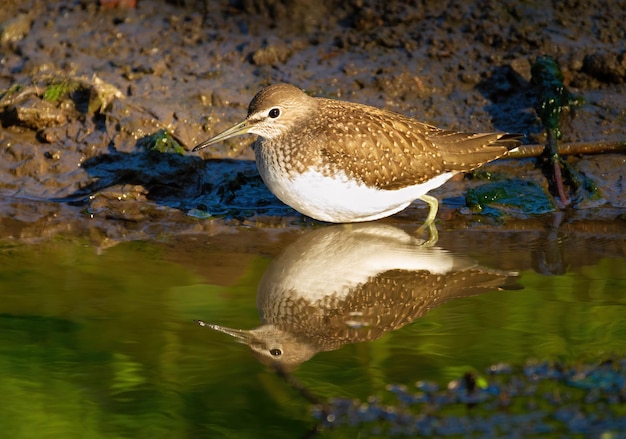 Green sandpiper Tringa ochropus The bird walks along the bank of a small river in search of food