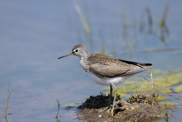 The green sandpiper (Tringa ochropus) stands on the shore of a pond.