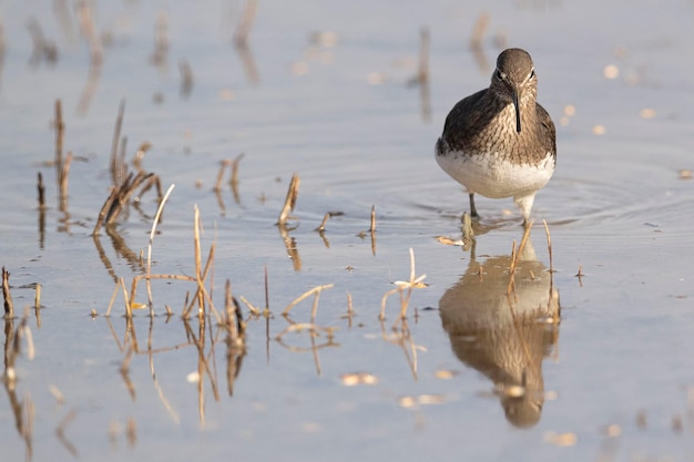 Green sandpiper Tringa ochropus Toledo Spain