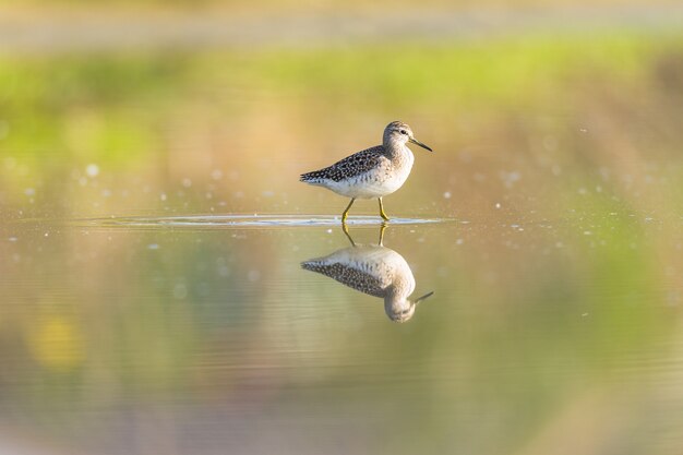 Green Sandpiper