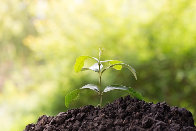 緑色の苗木、生態系の成長や自然の概念を示す若い植物