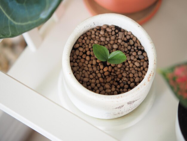 Green saplings in white circular pots