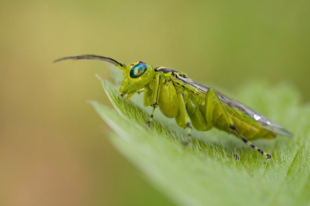 Photo green sawfly rhogogaster viridis