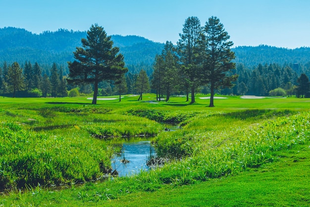 Green Scenery at Golf Course Pond