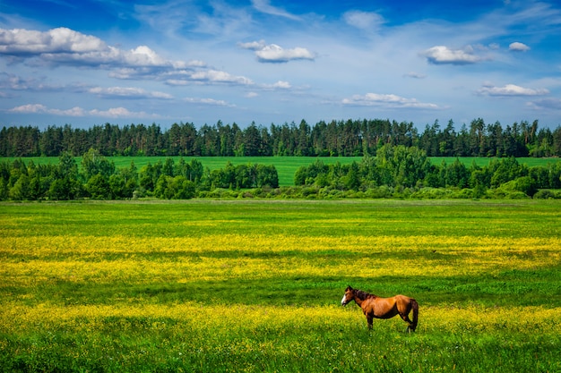 Green scenery lanscape with horse