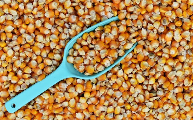 Scoop verde su molti semi di mais essiccati